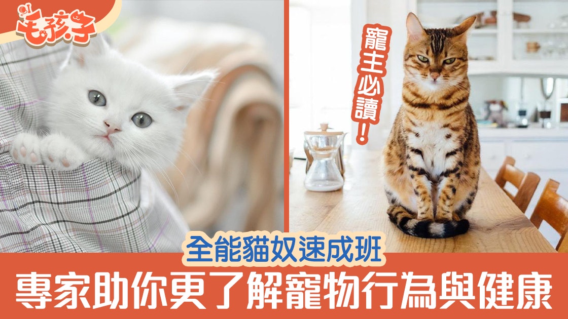 貓奴|解讀主子行為 周圍去廁所代表冇安全感?半夜亂叫可能係… 貓奴|解讀主子行為 周圍去廁所代表冇安全感?半夜亂叫可能係…