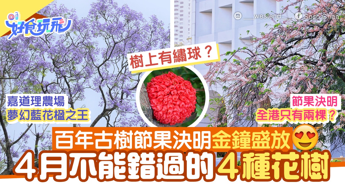 金鐘murray節果決明盛放如櫻花藍花楹開滿各區4月4大必賞花樹 香港01 旅遊 金鐘murray節果決明盛放如櫻花藍花楹開滿各區4月4大必賞花樹 香港01 旅遊