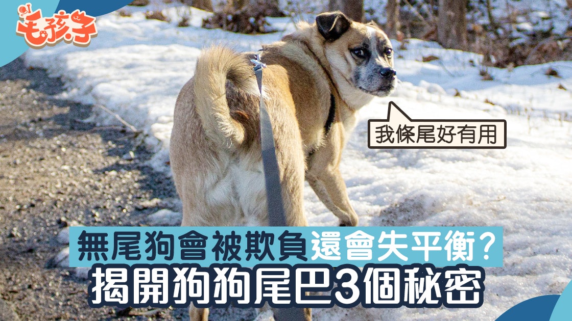 狗狗冷知識|無尾巴易被欺負、跳躍時失平衡?揭秘狗尾巴3大功用 狗狗冷知識|無尾巴易被欺負、跳躍時失平衡?揭秘狗尾巴3大功用