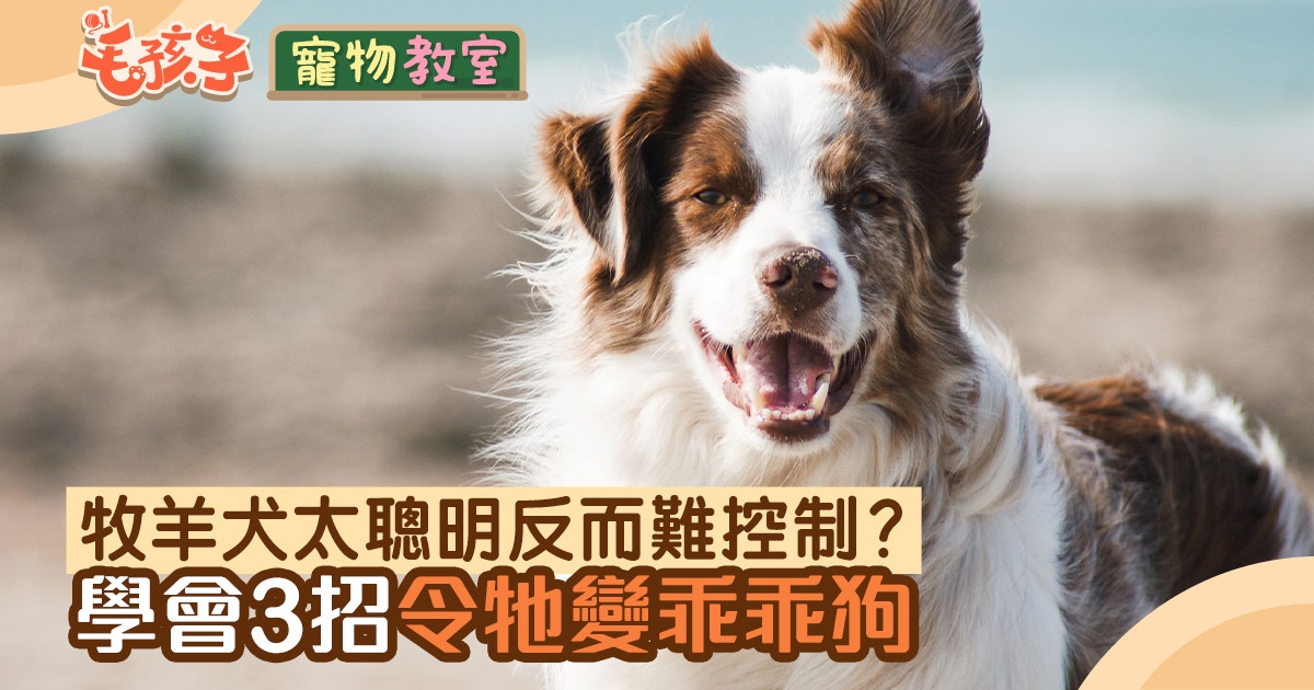 狗狗冷知識 邊境牧羊犬太聰明反而易出意外 養牧羊犬必注意3點 香港01 寵物