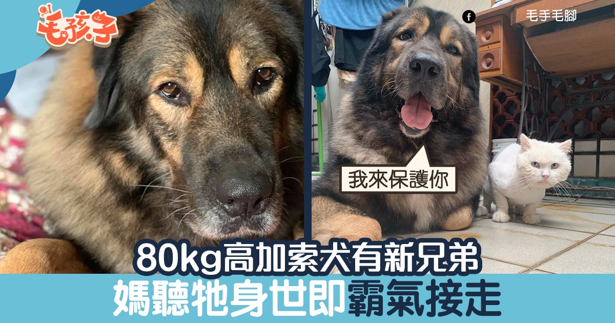 80kg高加索犬新兄弟樣子不算討好媽媽一聽牠身世霸氣接走 香港01 寵物