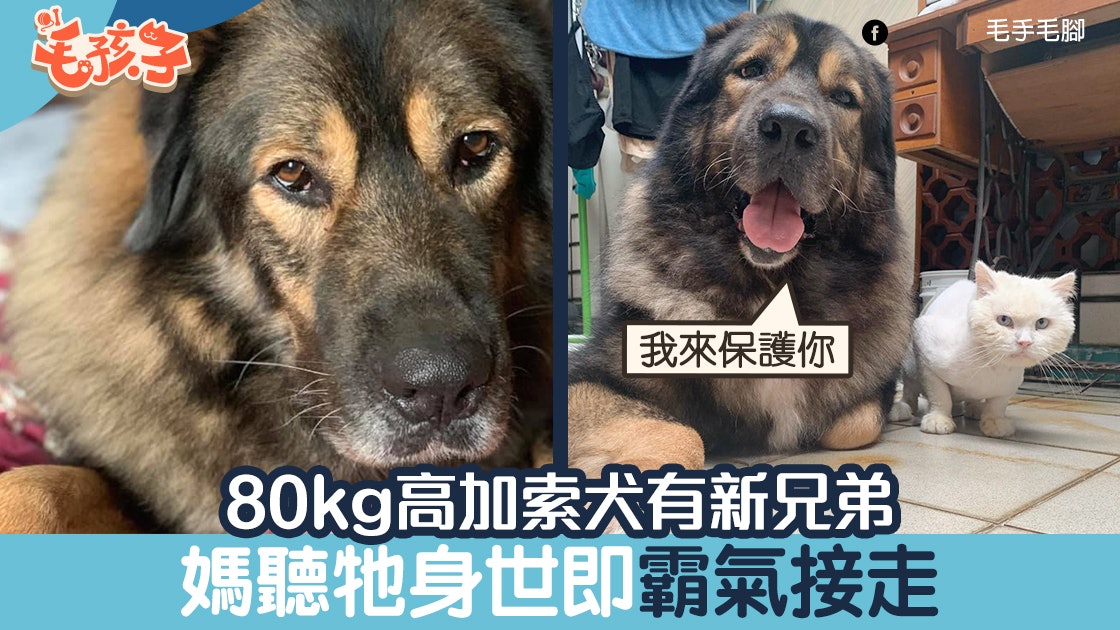 80kg高加索犬新兄弟樣子不算討好媽媽一聽牠身世霸氣接走 香港01 寵物 80kg高加索犬新兄弟樣子不算討好媽媽一聽牠身世霸氣接走 香港01 寵物