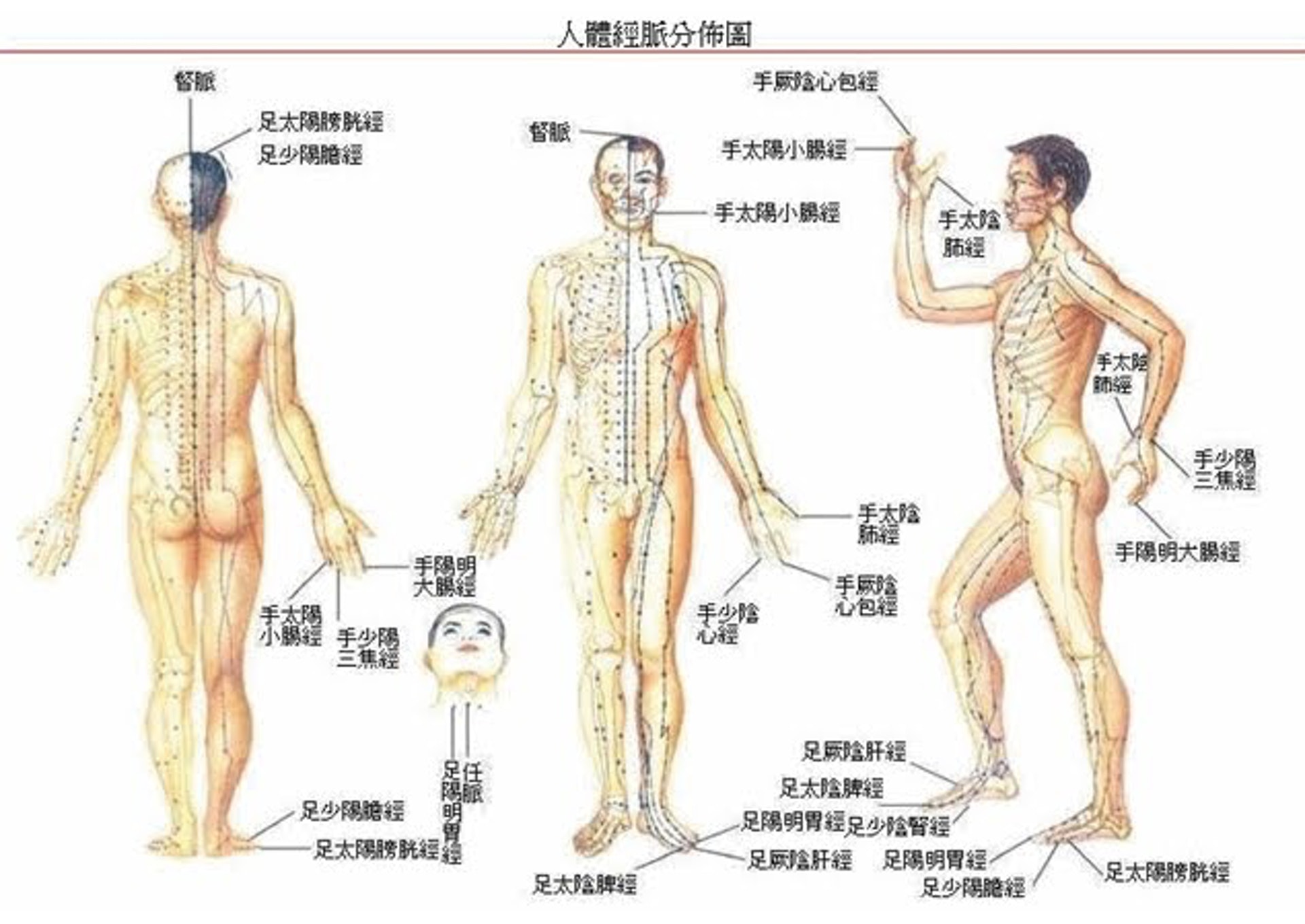 十二經脈及任、督二脈。(圖片:head500) 十二經脈及任、督二脈。(圖片:head500)