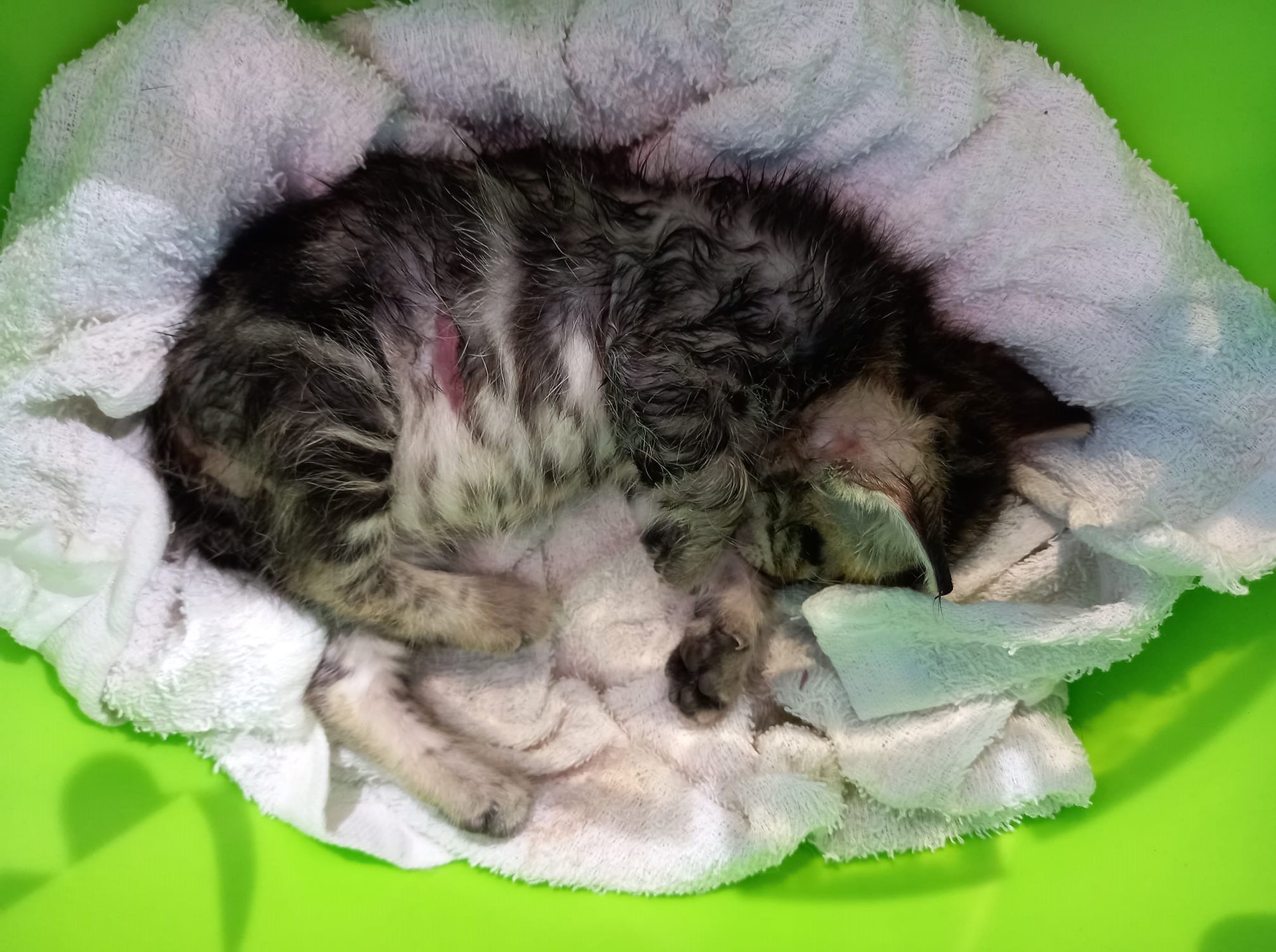 寵物節21 柴犬涉咬死貓bb 卷卷 狗主道歉遭反駁 仲講大話 寵物節21 柴犬涉咬死貓bb 卷卷 狗主道歉遭反駁 仲講大話