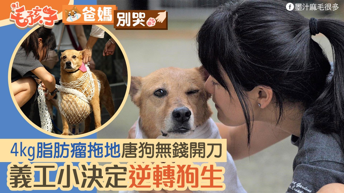 唐狗患4kg脂肪瘤無錢開刀 惡化至西瓜般大 義工小決定改變狗生 唐狗患4kg脂肪瘤無錢開刀 惡化至西瓜般大 義工小決定改變狗生