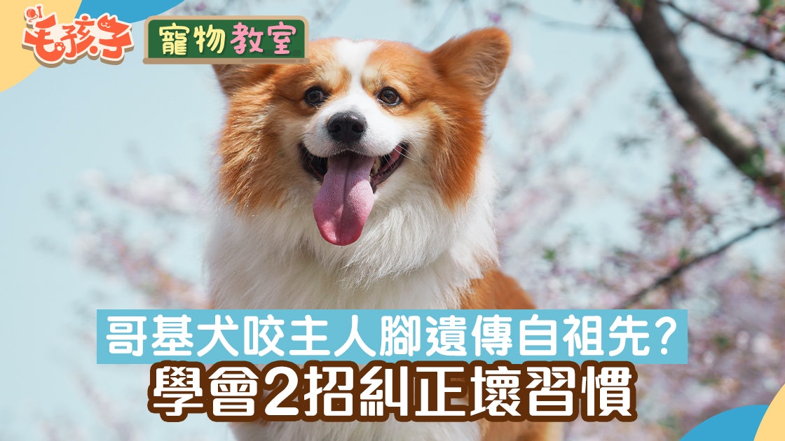 狗狗冷知識|哥基犬愛咬主人腳跟全因祖先習慣?2種必學糾正方法 狗狗冷知識|哥基犬愛咬主人腳跟全因祖先習慣?2種必學糾正方法