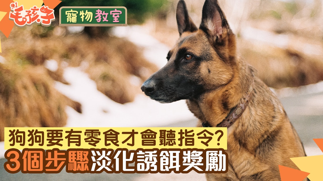狗狗冷知識|有零食吃才聽指令?教你3步驟淡化誘餌正確訓練方法 狗狗冷知識|有零食吃才聽指令?教你3步驟淡化誘餌正確訓練方法