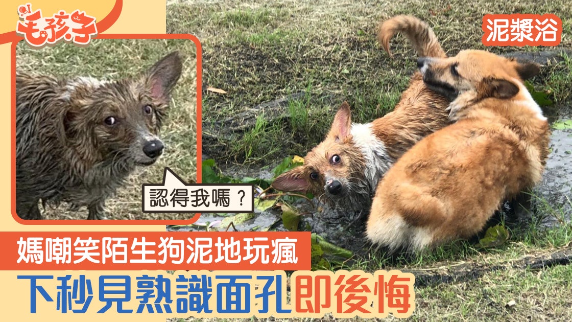 哥基犬|媽嘲笑陌生狗在泥池玩瘋變河馬 下秒見熟悉面孔即後悔 哥基犬|媽嘲笑陌生狗在泥池玩瘋變河馬 下秒見熟悉面孔即後悔