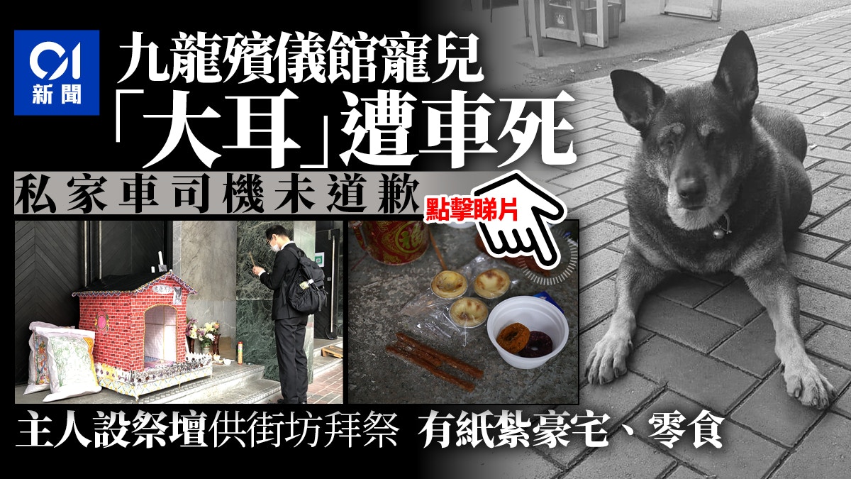 九龍殯儀館守護犬 大耳 被車死主人設祭壇悼念兇手未道歉