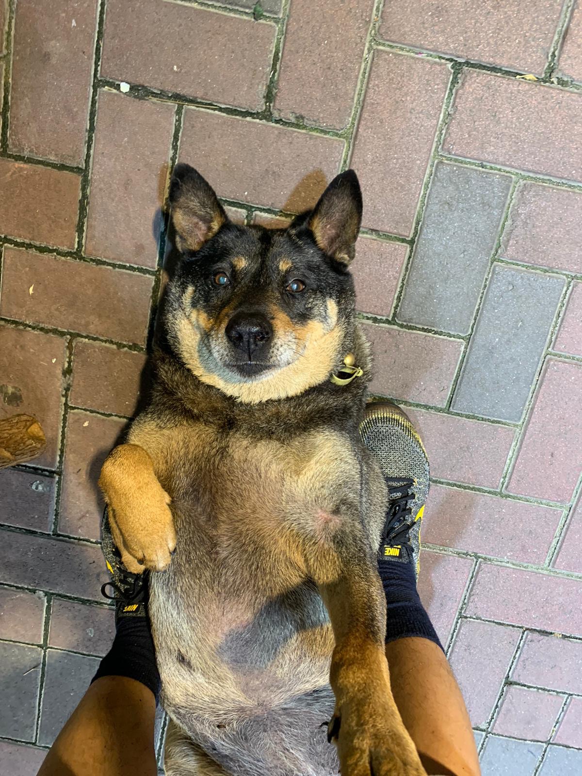 九龍殯儀館守護犬 大耳 被車死主人設祭壇悼念兇手未道歉