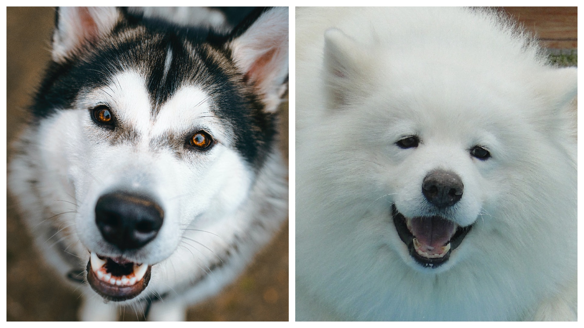 阿拉斯加雪橇犬和西摩犬見到有人暈倒時,牠們分別有何反應?(示意圖) 阿拉斯加雪橇犬和西摩犬見到有人暈倒時,牠們分別有何反應?(示意圖)