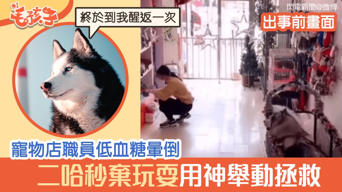 雪橇犬見店員低血糖暈倒 下秒展開「神救援」 西摩舉動反差超大 雪橇犬見店員低血糖暈倒 下秒展開「神救援」 西摩舉動反差超大