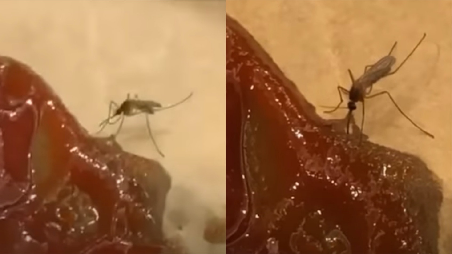 笨蚊誤將茄汁當人血?埋頭喪吸影片瘋傳 網友:可能隻蚊食素? 笨蚊誤將茄汁當人血?埋頭喪吸影片瘋傳 網友:可能隻蚊食素?