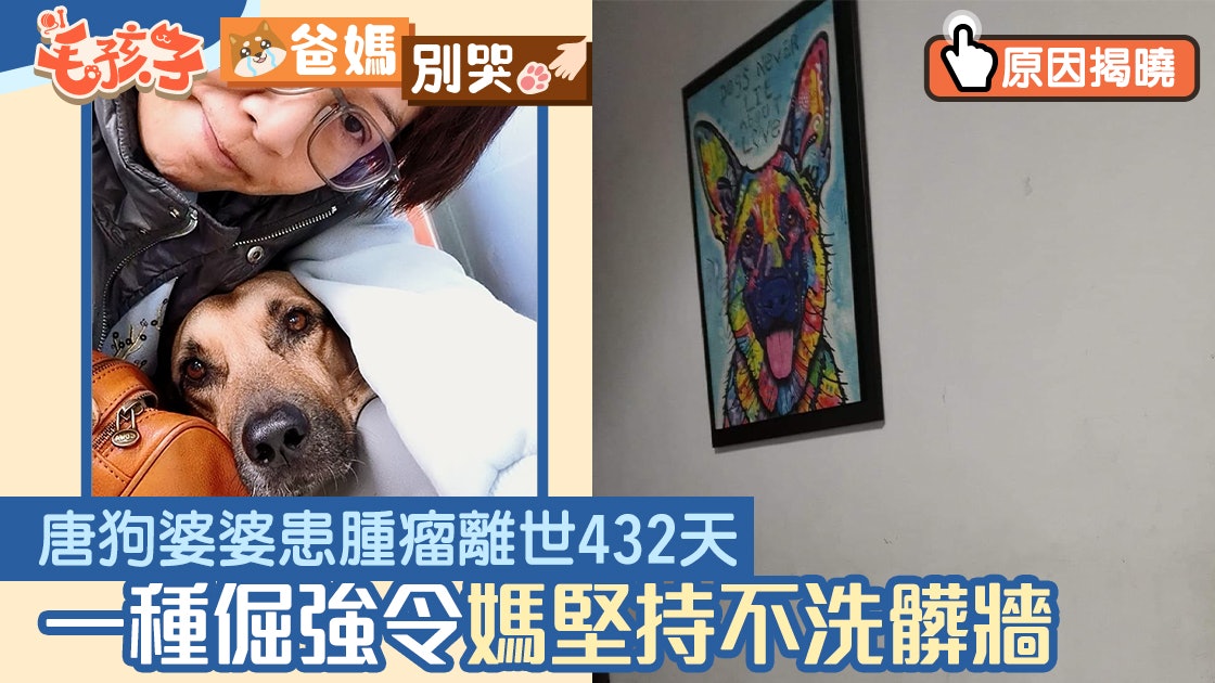 12歲唐狗婆婆離世432天 媽堅持不洗掉髒牆:這輩子不會再遇到牠 12歲唐狗婆婆離世432天 媽堅持不洗掉髒牆:這輩子不會再遇到牠