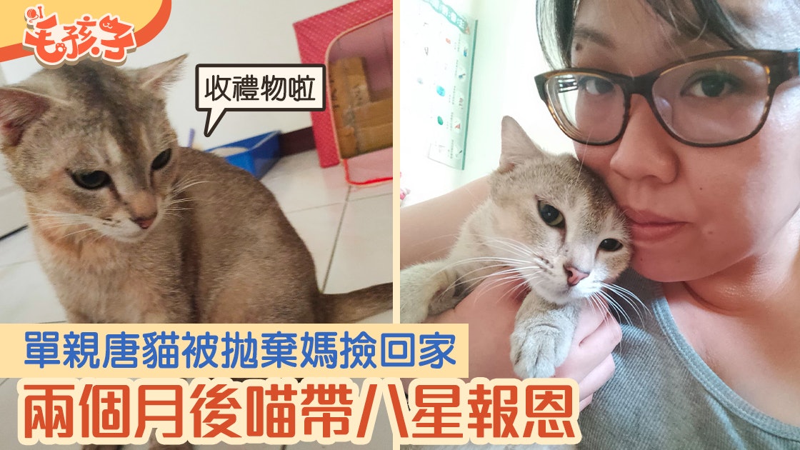 單親唐貓被拋棄 媽撿回家養兩個月後帶八星報恩 網民:是福氣 單親唐貓被拋棄 媽撿回家養兩個月後帶八星報恩 網民:是福氣