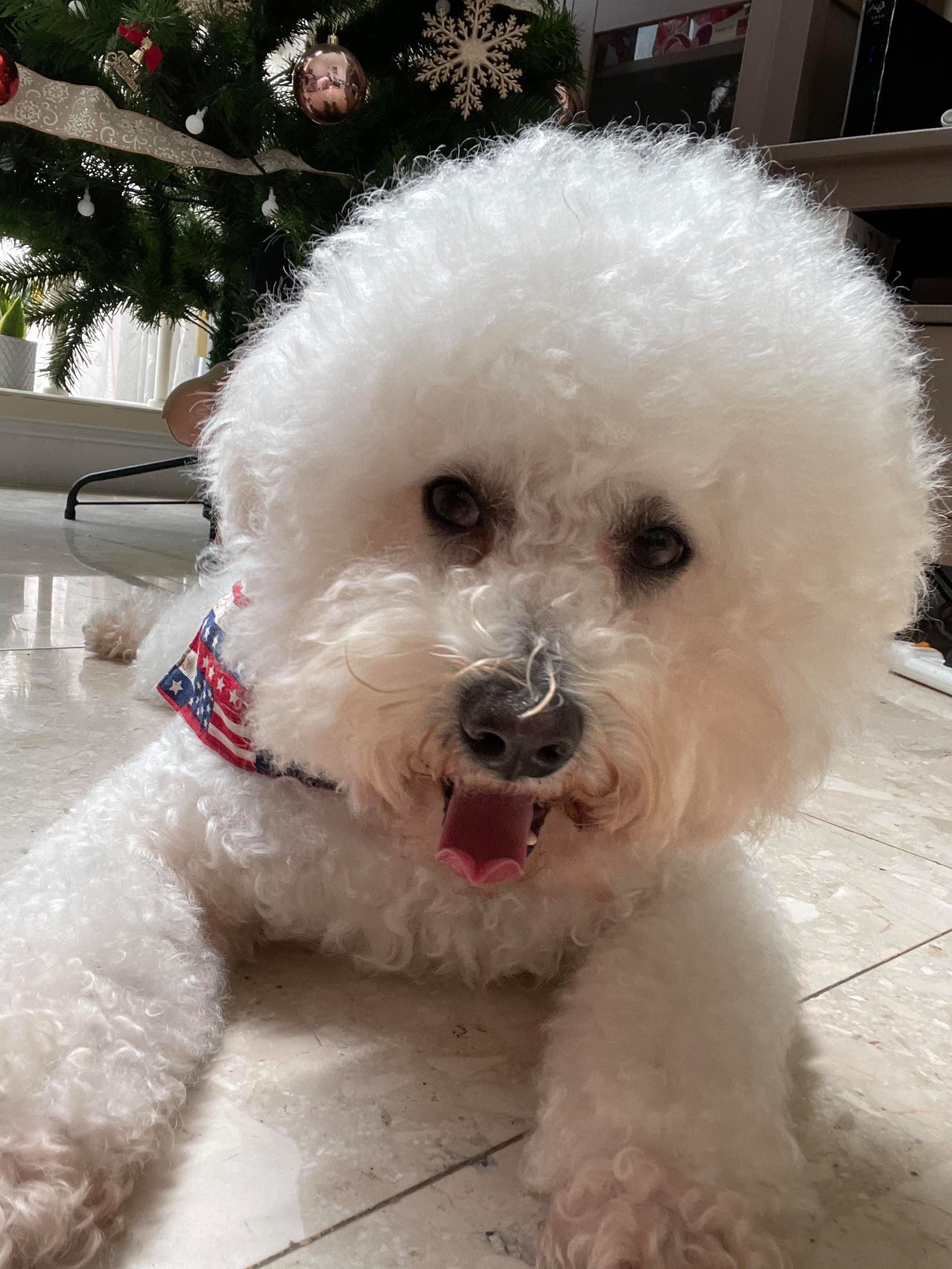 比熊犬全身紅腫起粒粒被拋棄領養3年後終極大翻身變成狗界姜濤 香港01 寵物 比熊犬全身紅腫起粒粒被拋棄領養3年後終極大翻身變成狗界姜濤 香港01 寵物