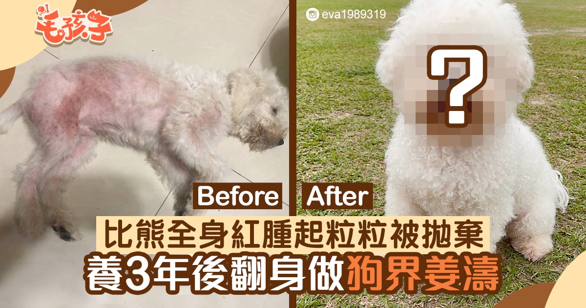 比熊犬全身紅腫起粒粒被拋棄領養3年後終極大翻身變成狗界姜濤 香港01 寵物