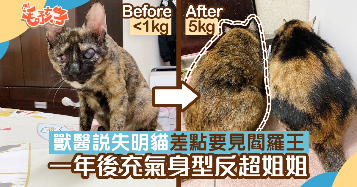 玳瑁貓 獸醫說失明貓差點要見閻羅王一年後充氣身型反超喵姐姐 香港01 寵物