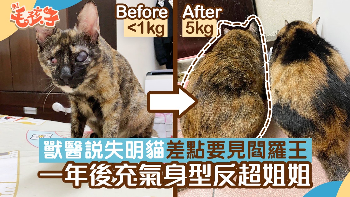 玳瑁貓 獸醫說失明貓差點要見閻羅王一年後充氣身型反超喵姐姐 香港01 寵物 玳瑁貓 獸醫說失明貓差點要見閻羅王一年後充氣身型反超喵姐姐 香港01 寵物