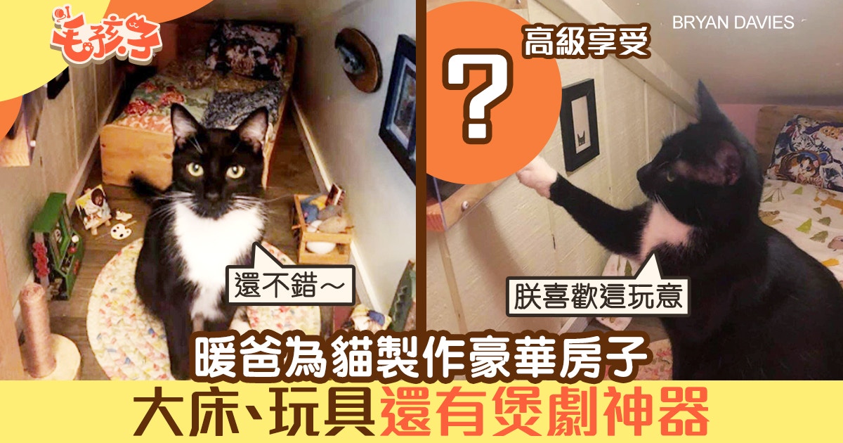 暖爸為貓咪製作豪華房子　除了大床、玩具外　還有煲劇神戲？