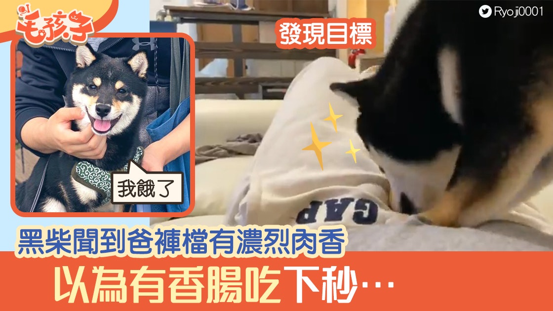日本柴犬聞到爸褲檔有濃烈肉香 以為有香腸吃 爸沒阻止下秒後悔 日本柴犬聞到爸褲檔有濃烈肉香 以為有香腸吃 爸沒阻止下秒後悔