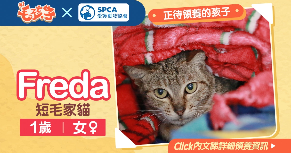 領養貓狗消息 愛護動物協會 5月2日 短毛家貓freda 香港01 寵物
