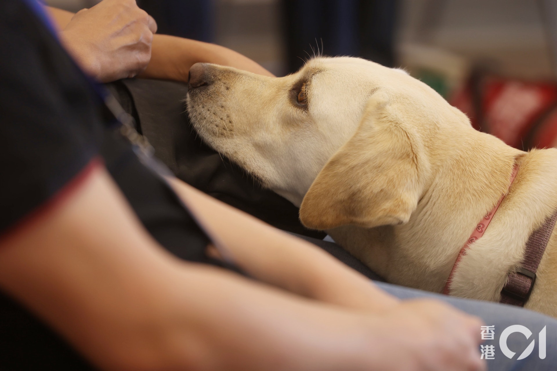 導盲犬多數由1歲半開始訓練，為期6至9個月。（資料圖片/余俊亮攝）
