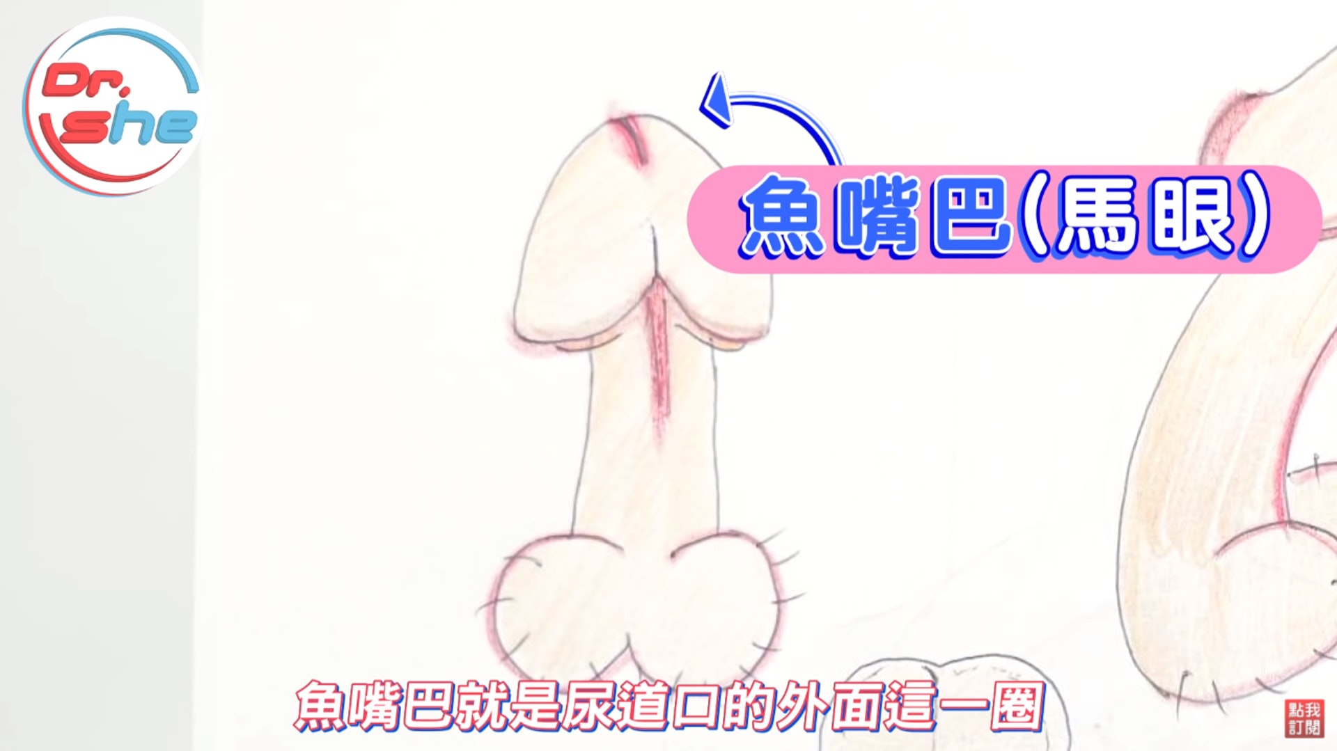 男生的敏感帶及女生的4大高潮點(YouTube@頂尖事務所) 男生的敏感帶及女生的4大高潮點(YouTube@頂尖事務所)
