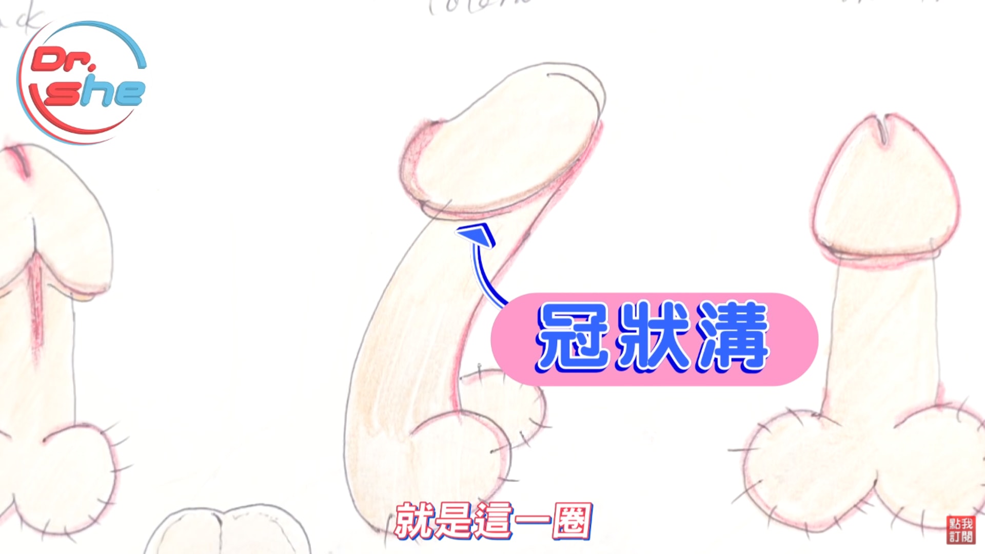 男生的敏感帶及女生的4大高潮點(YouTube@頂尖事務所) 男生的敏感帶及女生的4大高潮點(YouTube@頂尖事務所)