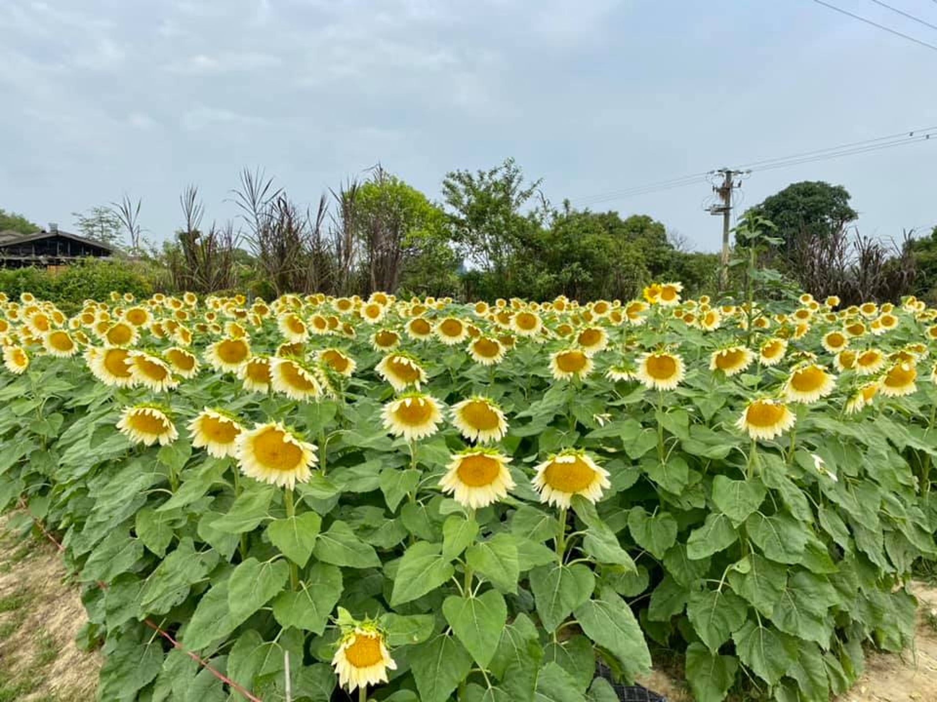5月必去5大打卡花海元朗大熱香檳向日葵屯赤隧道紫花夠夢幻 5月必去5大打卡花海元朗大熱香檳向日葵屯赤隧道紫花夠夢幻
