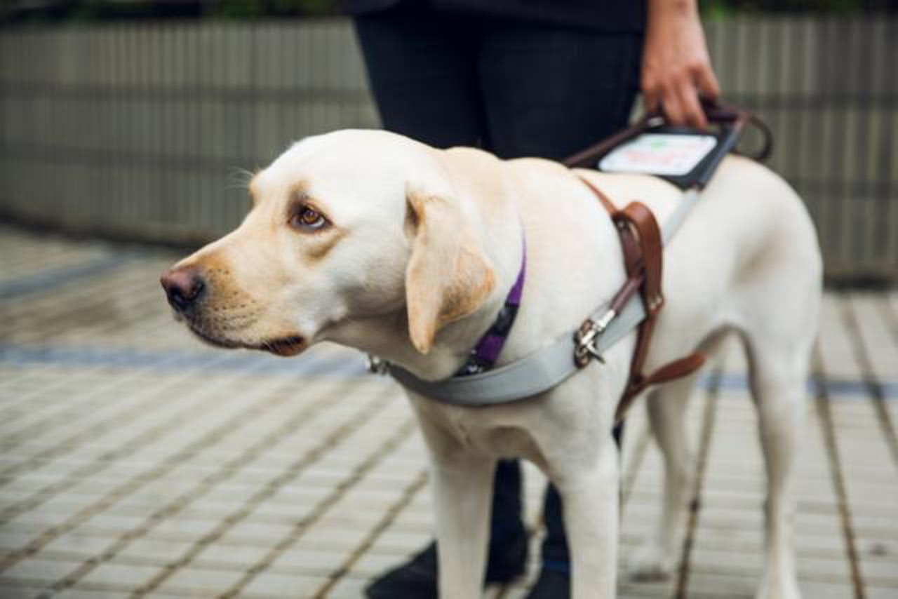 導盲犬一生做足8年快樂自由被剝削 你不知道的導盲犬11件事