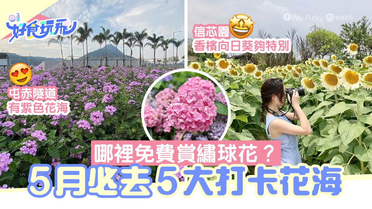 5月必去5大打卡花海元朗大熱香檳向日葵屯赤隧道紫花夠夢幻 5月必去5大打卡花海元朗大熱香檳向日葵屯赤隧道紫花夠夢幻