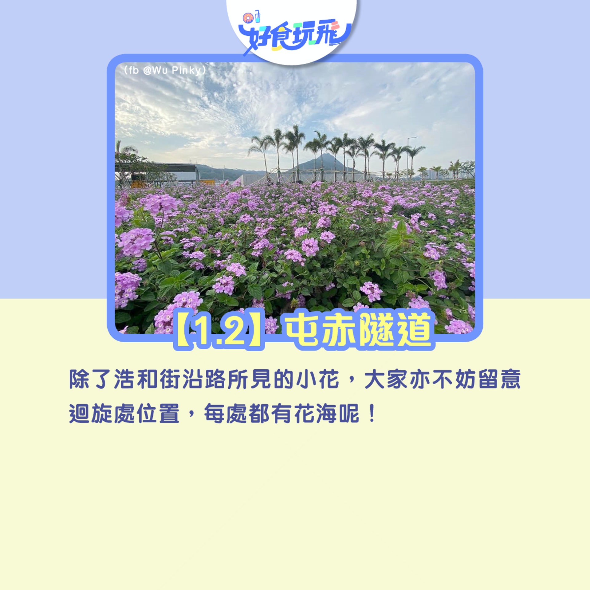 5月必去5大打卡花海元朗大熱香檳向日葵屯赤隧道紫花夠夢幻 香港01 旅遊 5月必去5大打卡花海元朗大熱香檳向日葵屯赤隧道紫花夠夢幻 香港01 旅遊