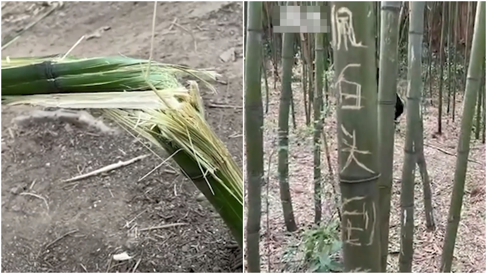 五一假期｜河南少林寺竹林慘遭摧殘　熊孩子攀爬嬉戲在竹上刻字