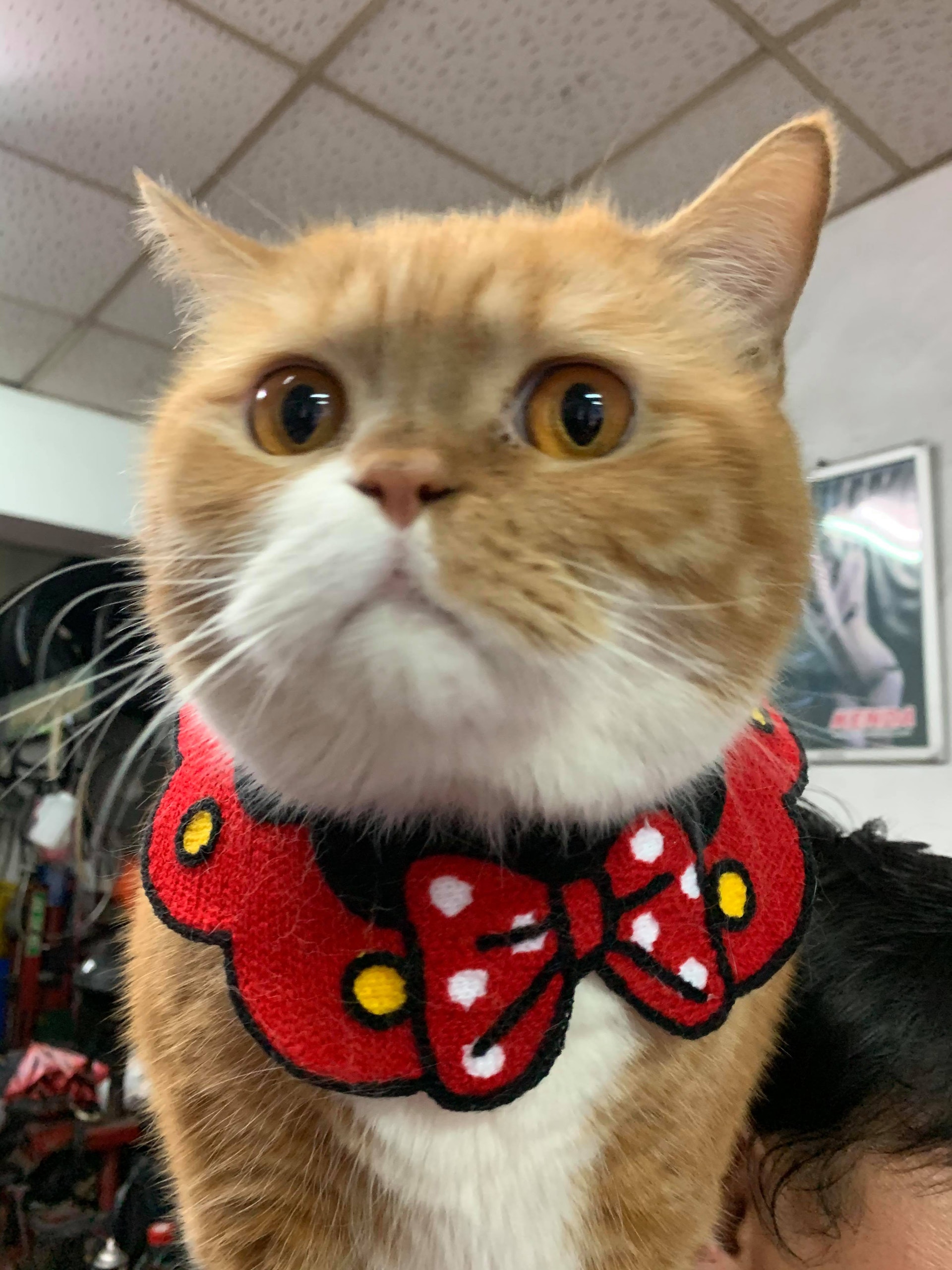 貪吃貓突然沒食慾兼嘔吐爸擔心急送診醫生一句話揭爆笑結局 香港01 寵物 貪吃貓突然沒食慾兼嘔吐爸擔心急送診醫生一句話揭爆笑結局 香港01 寵物