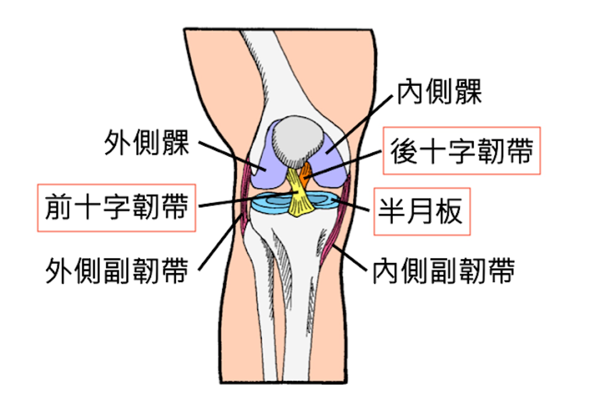 簡單的膝關節結構圖，顯示十字韌帶及半月板位置。（圖片：painandtraining）