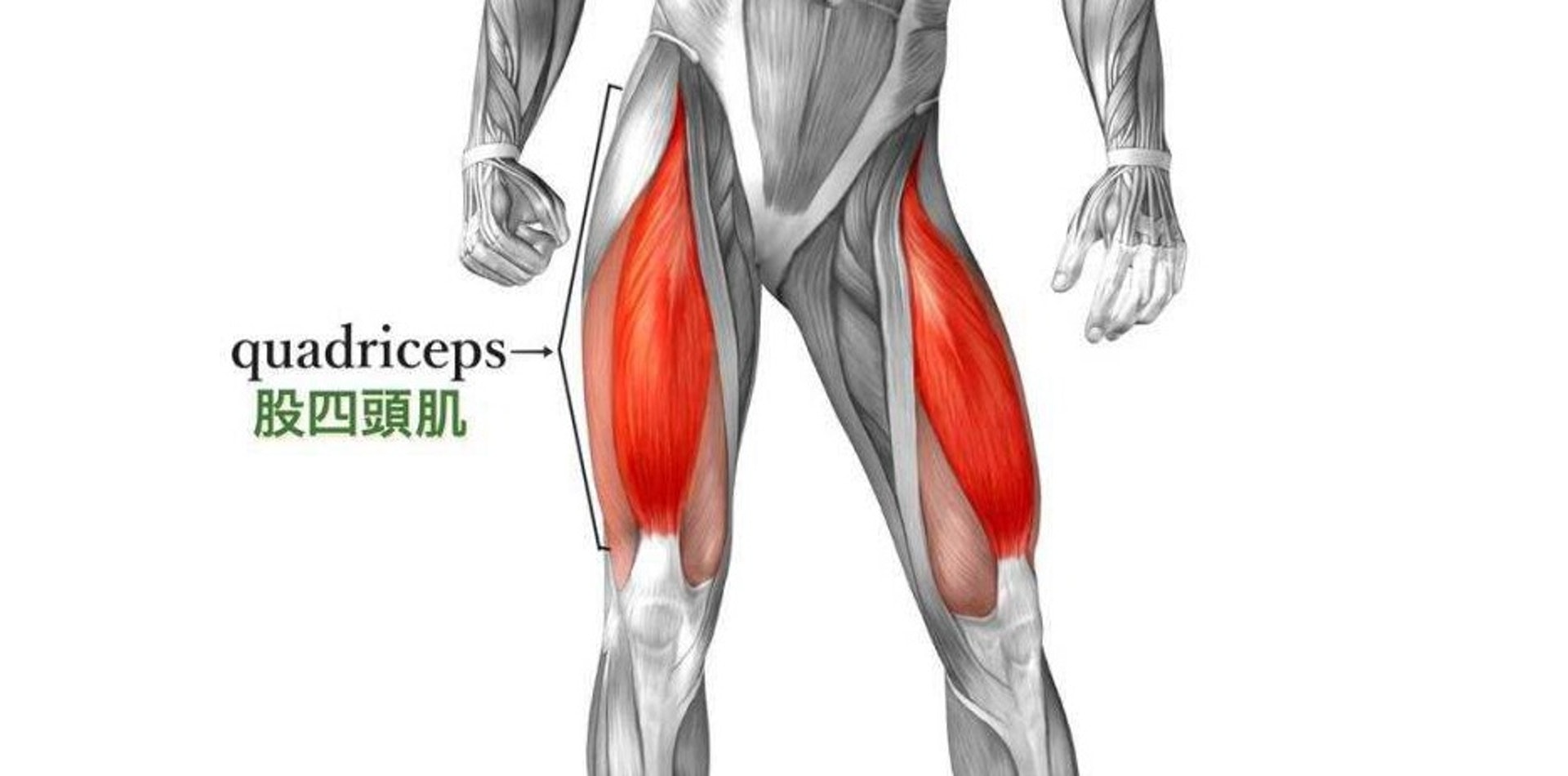 強化「股四頭肌」能有效加強對膝關節的保護。（圖片：new.qq）