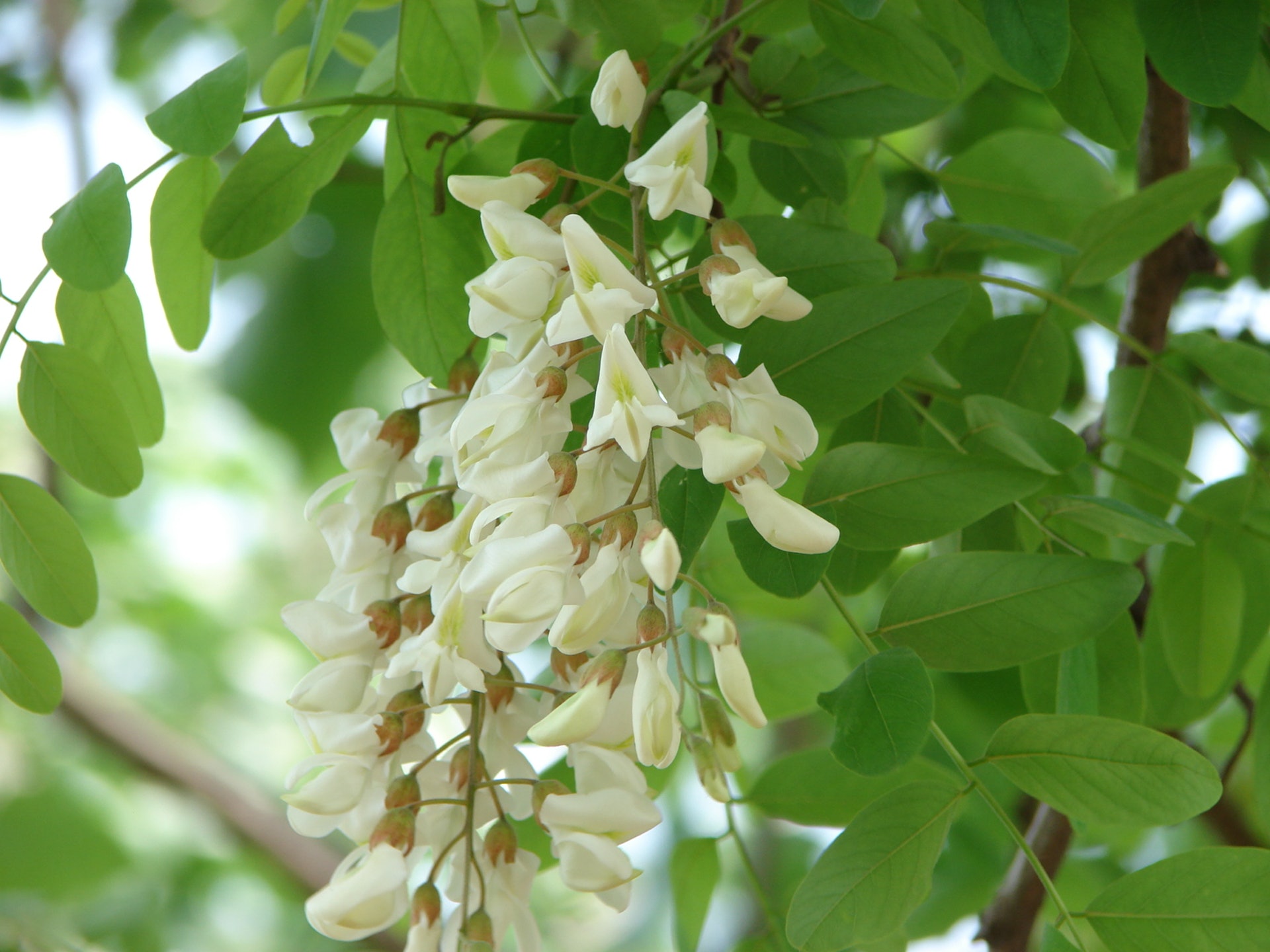 槐花花期在四月末，而泡茶用的「槐米」則指花蕾。（資料圖片）