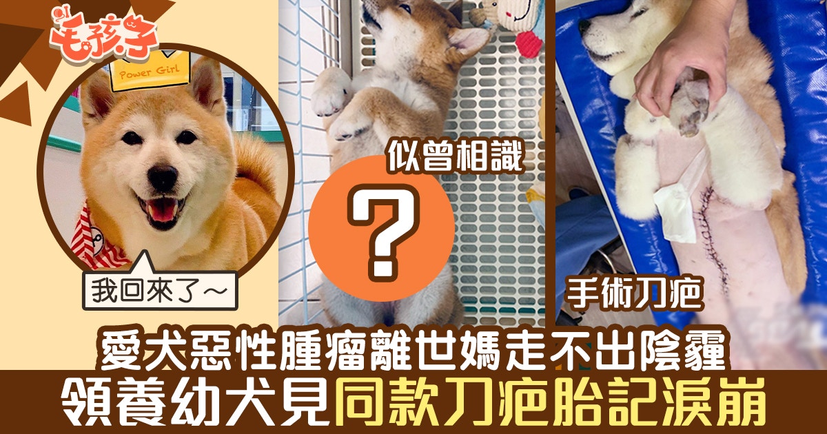 愛犬離世台女主播遲遲走不出領養幼犬發現 同款刀疤胎記 淚崩 香港01 寵物