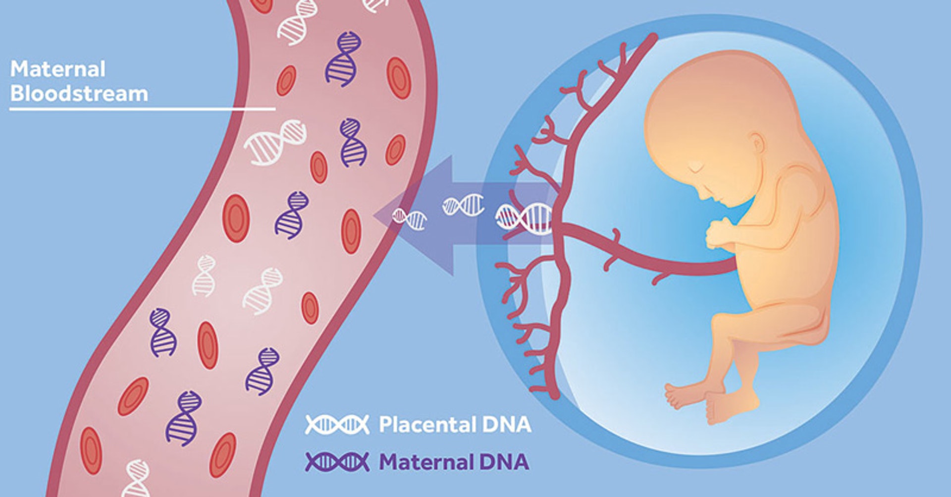 「無創基因篩查」屬非入侵性檢查，藉著胎兒在母體血液中的游離基因，檢查染色體是否正常，更可得知胎兒性別。（圖片：fetusdna）