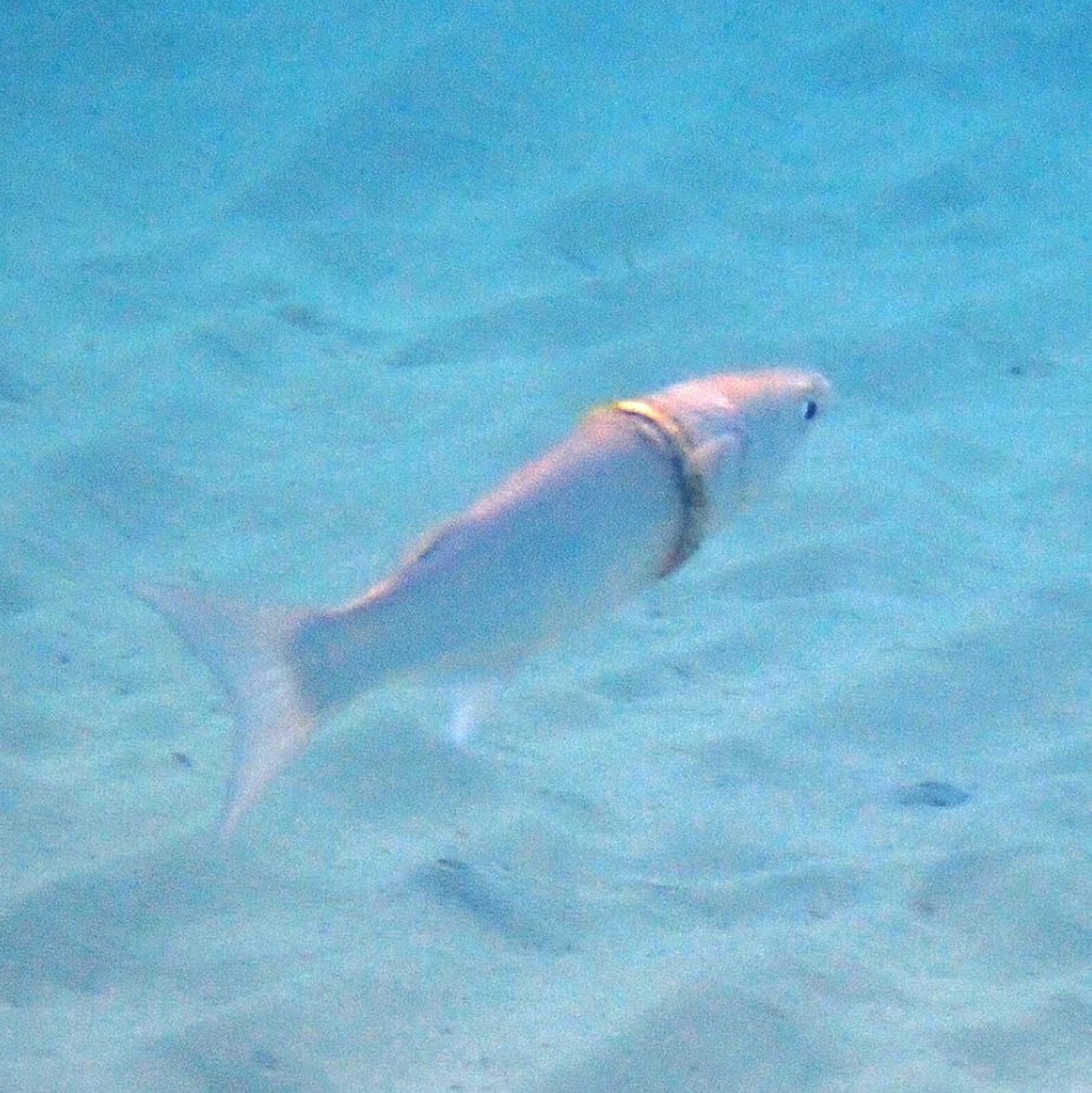 ָһl~Mullet fish|ϣNORFOLK ISLAND'S REEF=