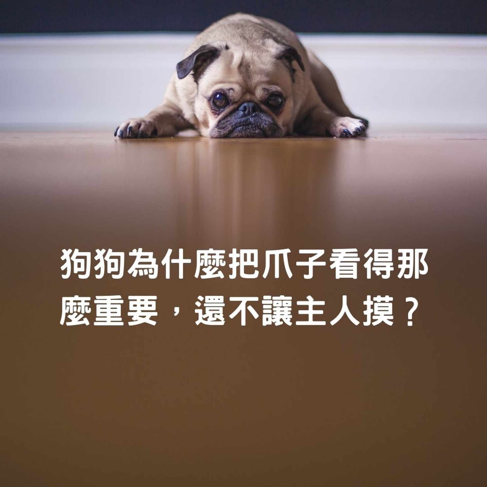 狗狗為什麼把爪子看得那麼重要,還不讓主人摸?(matthewhenry@Unsplash/01製圖) 狗狗為什麼把爪子看得那麼重要,還不讓主人摸?(matthewhenry@Unsplash/01製圖)