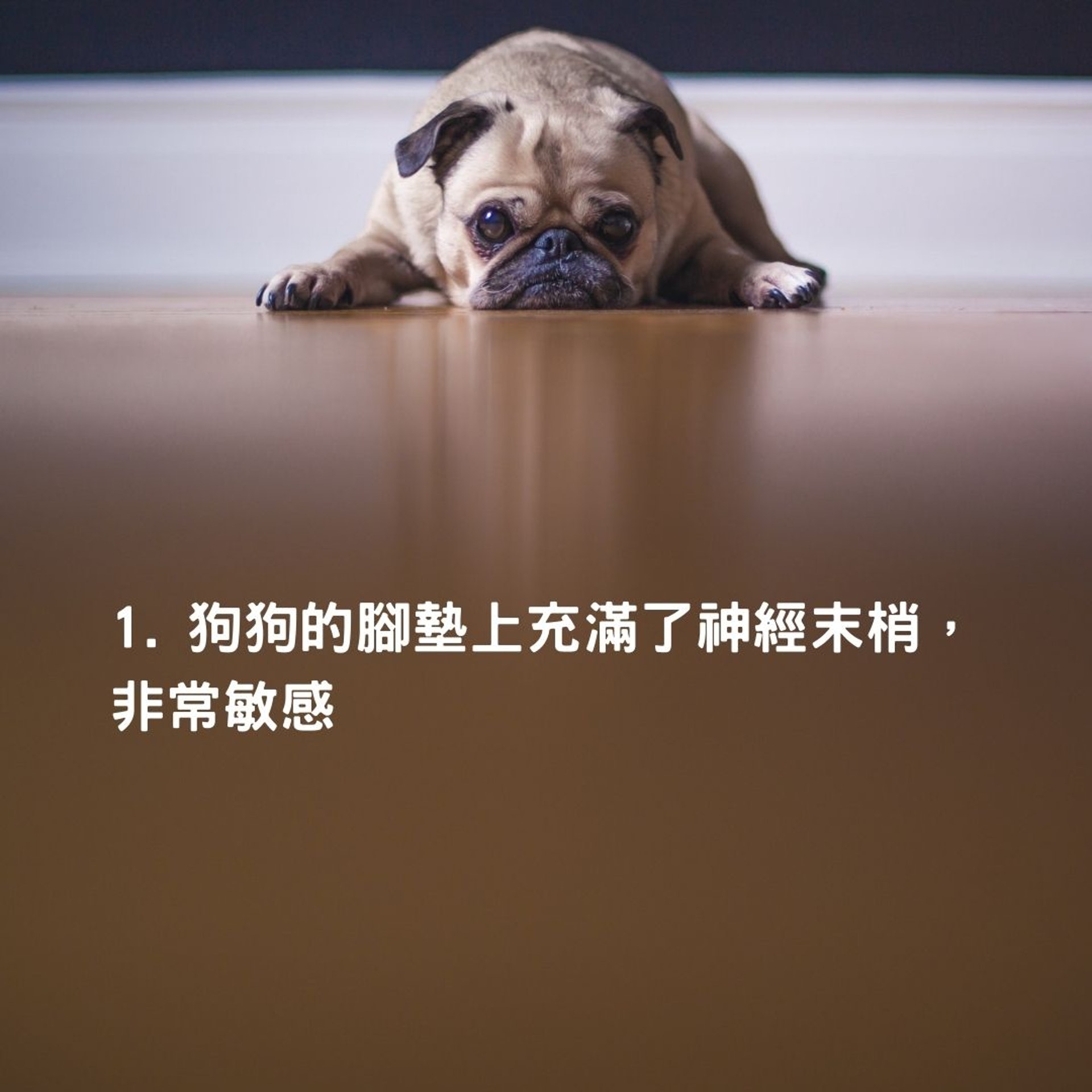 狗狗為什麼把爪子看得那麼重要,還不讓主人摸?(matthewhenry@Unsplash/01製圖) 狗狗為什麼把爪子看得那麼重要,還不讓主人摸?(matthewhenry@Unsplash/01製圖)