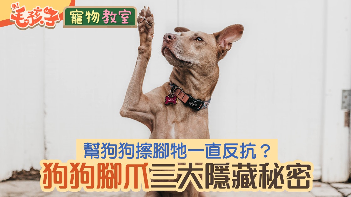 狗狗冷知識|幫狗狗擦腳牠一直反抗? 狗狗腳爪三大隱藏秘密 狗狗冷知識|幫狗狗擦腳牠一直反抗? 狗狗腳爪三大隱藏秘密
