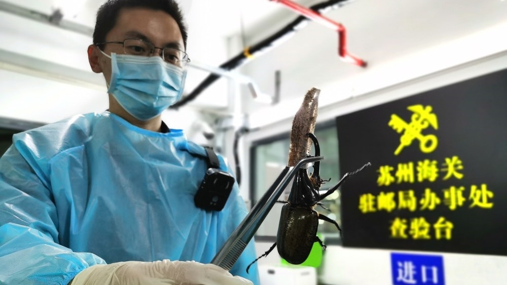 蘇州海關截獲8隻外來物種「長戟大兜蟲」　已移交後續處理