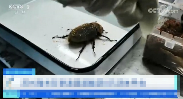 蘇州海關截獲8隻活體長戟大兜蟲。（央視）