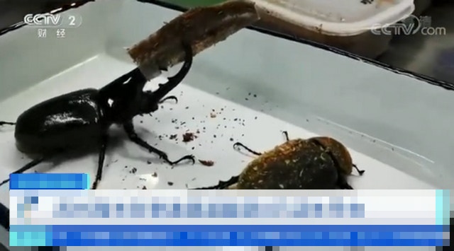 蘇州海關截獲8隻活體長戟大兜蟲。（央視）