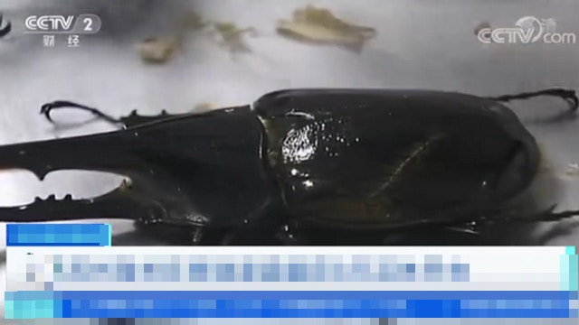 蘇州海關截獲8隻活體長戟大兜蟲。（央視）