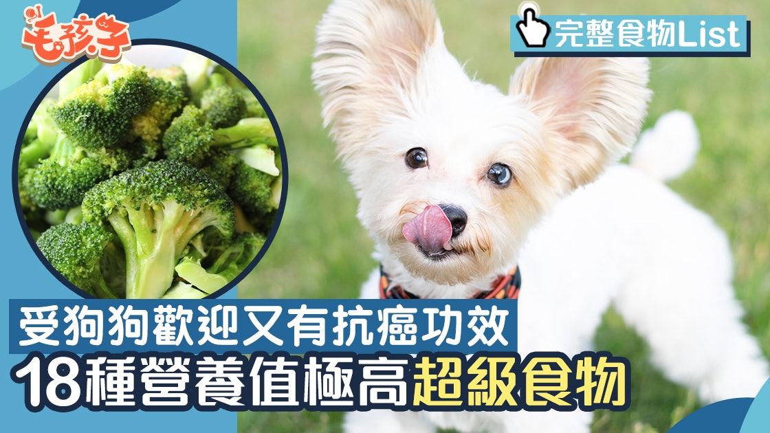 狗狗超級食物 西蘭花外這款食物都可抗癌18種營養值高寵物食品 香港01 寵物