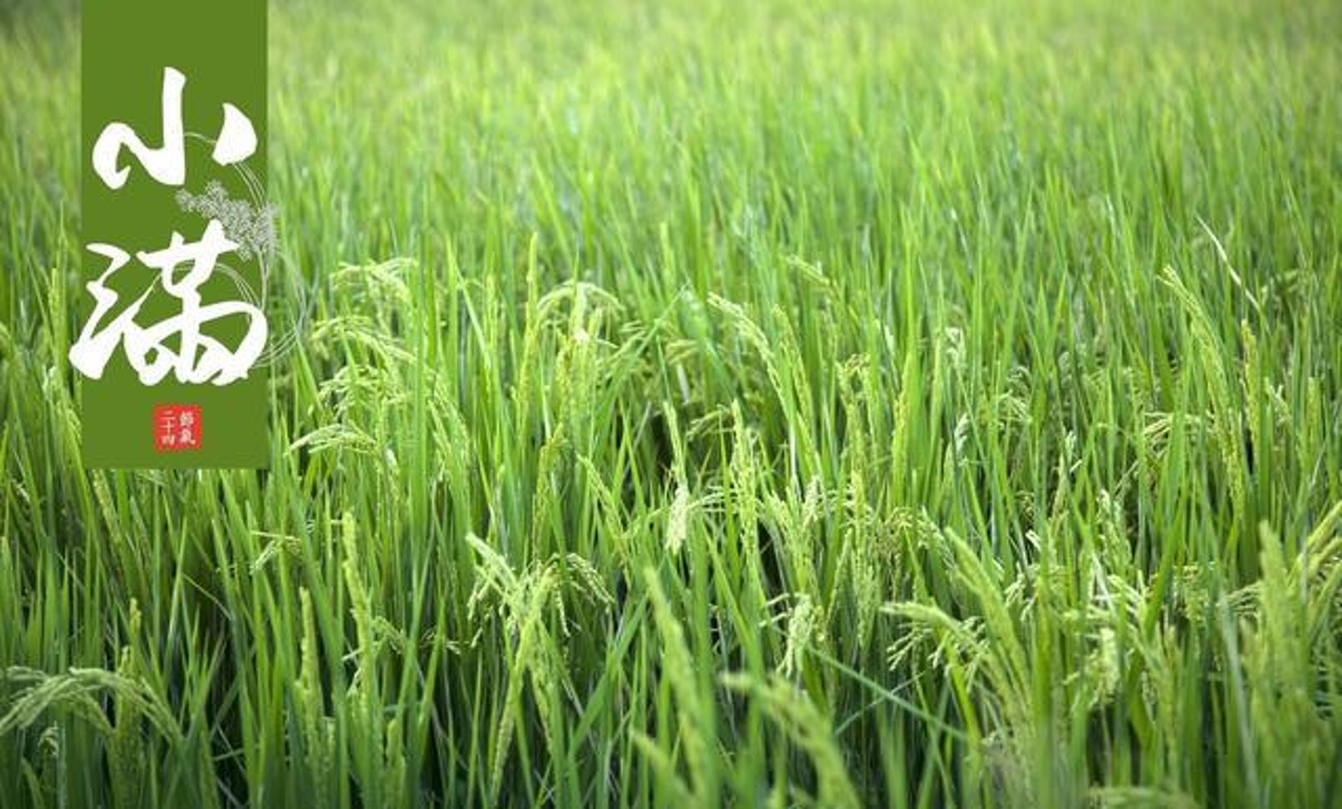 小滿在古代意味著農作物逐漸飽滿成熟，這個時節的天氣變化與我們的健康息息相關。（圖片：ppfocus）